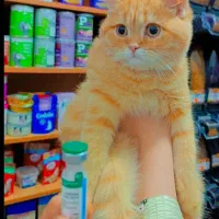 گربه اسکاتیش بریتیش