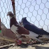 کفتر صبد|پرنده|تربتحیدریه, طالقانی|دیوار