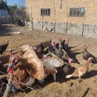 بوقلمون|حیوانات مزرعه|گنبد کاووس, |دیوار