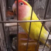 طوطی عروس هلندی و برزیلی