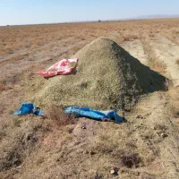 کاه خار شتر فروش|لوازم جانبی حیوانات|نیشابور, مازول|دیوار