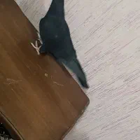 طوقی و پلنگ و زاغ|پرنده|نرماشیر, |دیوار