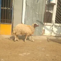 یک راس بره داشتی نمونه