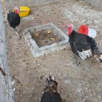 بوقلمون|حیوانات مزرعه|میانه, |دیوار