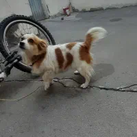 سگ پاکوتاه|سگ|بستان آباد, |دیوار