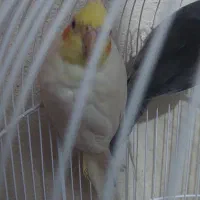 عروس هلندی|پرنده|گرگان, |دیوار