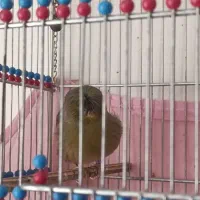 قناری گلاستر گرید+A خط خونی