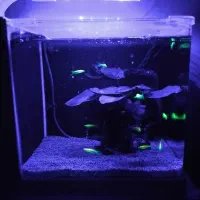 آکواریوم ،هدیه خاص واسه روز زن و روز مادر|ماهی|نیشابور, شریعتی|دیوار