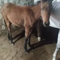 مادیون 5 ماهه|حیوانات مزرعه|سیلوانه, |دیوار