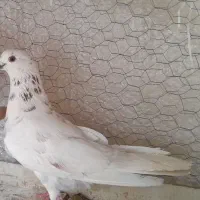 کفتر فروش فوری