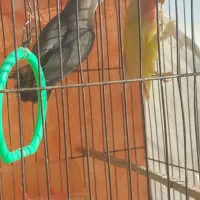 طوطی کوتوله|پرنده|مشهد, ادیب نیشابوری (شهرک غرب)|دیوار