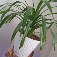 گل پاندانوس طبیعی|گل و گیاه طبیعی|گلبهار, شهر جدید گلبهار|دیوار