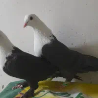 کلاغ کربلایی سیاه.کلاغ سبز.سرخ دم سفید