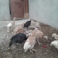 بوقلمون محلی و بوربون