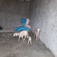 بزبزغاله‌جوان‌وابستن‌