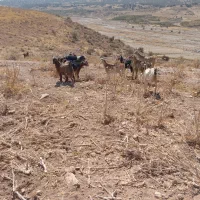 بز داشتی|حیوانات مزرعه|شیراز, احمدآباد|دیوار