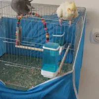 دو عدد عروس هلندی نر و ماده سر حال دستی سالم