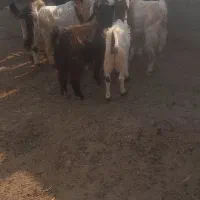 بزغاله ماده