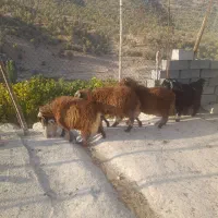 بره نر وکهرنر