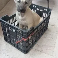 توله سراب اصیل