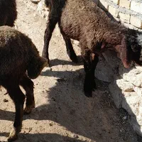 سه راس بره نر پشم چین شده