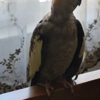 عروس هلندی ماده جوجه داده نطفه دار به شرط چون دارم