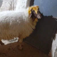 قوچ سنجابی ورن