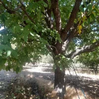 گردو