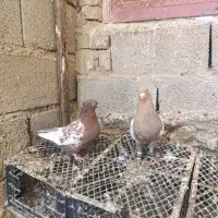 تعدادی کبوتر رنگی درجه یک