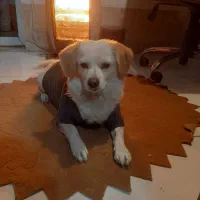 واگذاری|سگ|ماهدشت, |دیوار