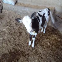 فروش گوساله سیمینتال ماده