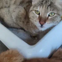 گمشده گربه ماده یک سال ونیمه