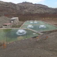 ماهی قزل آلا