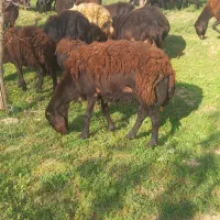 گوسفندان قربانی