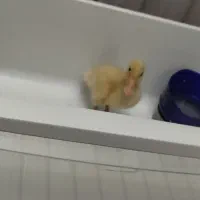 جوجه اردک واکس خورده