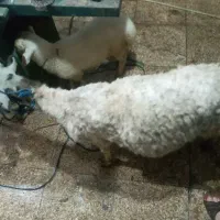 فروش گوسفند و بز