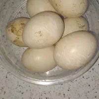 تخم اردک اسرائیلی نطفه دار