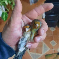 دو عدد سهره قناری دهن سهره لر سلیمانی|پرنده|تهران, چیتگر جنوبی|دیوار