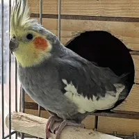 عروس هلندی مولد|پرنده|فردیس, ثابتی|دیوار