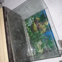 آکواریوم شیشه خم