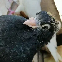 جوجه زاغ صرب نر