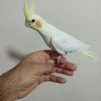 عروس هلندی ،دستی و رام