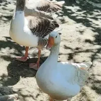 جوجه غاز یک ماهه و دوماهه