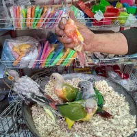 کلکسیون پرندگان طوطیا|پرنده|هشتگرد, مدرس|دیوار