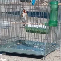 سهره مسابقه ای مست