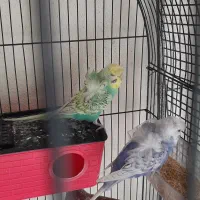 مرغ عشق پروانهای|پرنده|رباطکریم, رباطکریم|دیوار