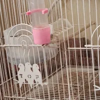 عروس هلندی قناری مرغ عشق|پرنده|آبعلی, |دیوار