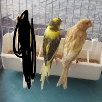 قناری نر 2عدد