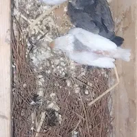 پرنده|پرنده|مشهد, محمدآباد|دیوار