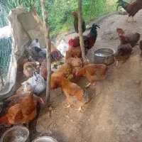 مرغ و خروس محلی